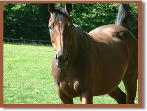 Horse in a field.