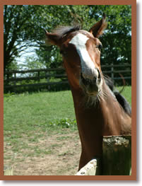 Foal in a field.