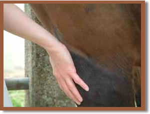 Close up on a massage stroke on a horse's front leg.