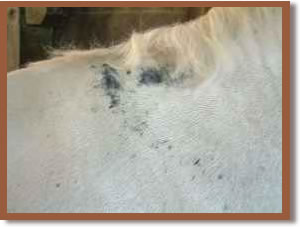 Skin infection on a horse's withers.