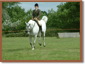 A ridden horse bucking lightly.