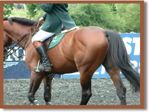 Close up on a competition horse's hind end muscles.